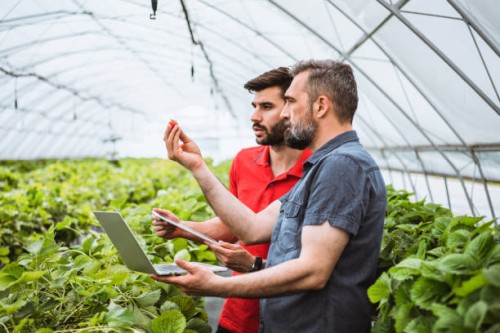 greenhouse owner examining flowers and using laptop and touchpad at work. - food stock pictures, royalty-free photos & images