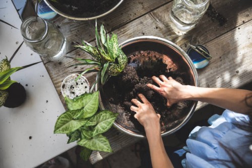 group of people learning ornamental gardening with kokedama japanese technique - garden decoration stock pictures, royalty-free photos & images