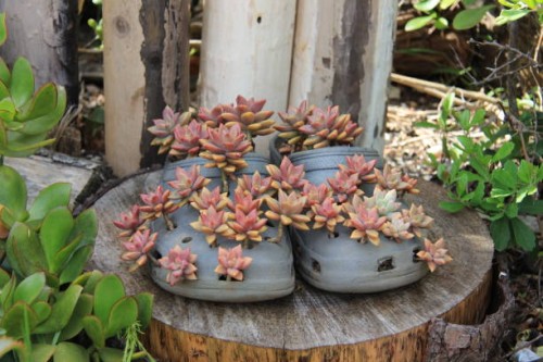 growing plants in your shoes by charissa lotter (de scande) - garden decoration stock pictures, royalty-free photos & images