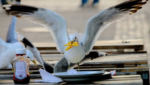 gull lunch - food stock pictures, royalty-free photos & images