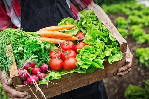 hands holding a grate full of fresh vegetables - food stock pictures, royalty-free photos & images