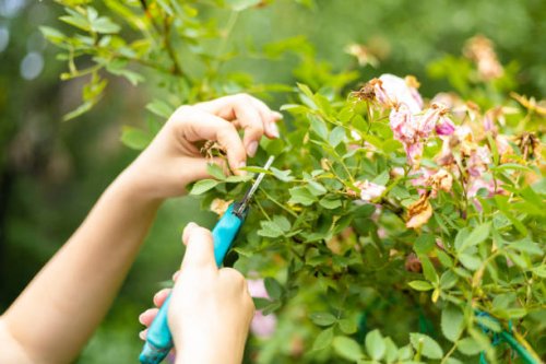 hands of a female gardener cutting dry flowers from a camellia bush - garden decoration stock pictures, royalty-free photos & images