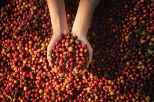 hands of farmer woman harvesting crops from the coffee plantation - coffee stock pictures, royalty-free photos & images