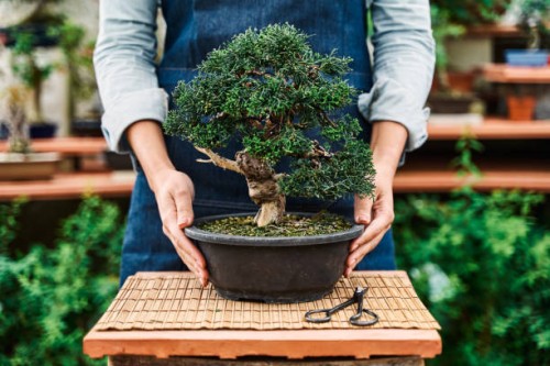 hands of unrecognizable woman holding a pot with a bonsai tree in a garden nursery. - garden decoration stock-fotos und bilder