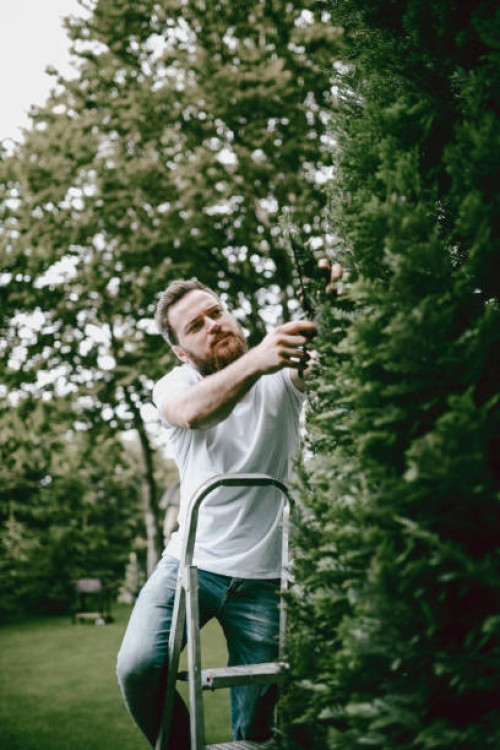 handsome male clipping the elk's branches in backyard - garden decoration stock pictures, royalty-free photos & images