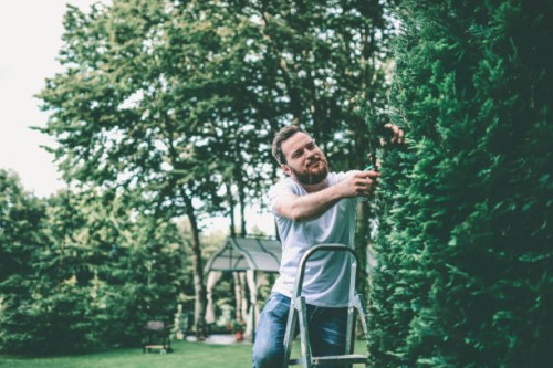 handsome male clipping tree branches in backyard - home decoration stock pictures, royalty-free photos & images