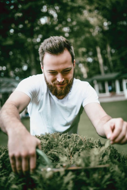 handsome male gardener trimming bush in backyard - garden decoration stock pictures, royalty-free photos & images