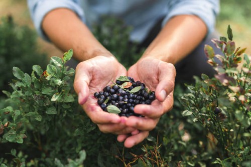 handvol wilde bosbessen van het bos - food stockfoto's en -beelden