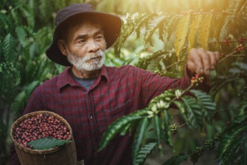 happy farmer picking arabica coffee beans on the coffee tree. - coffee stock pictures, royalty-free photos & images