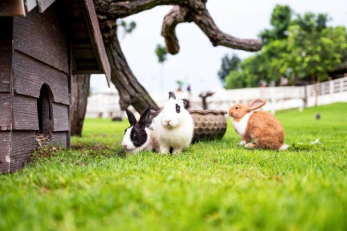 happy rabbits in garden - garden decoration stock pictures, royalty-free photos & images