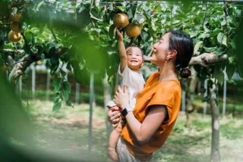happy young asian family experiencing agriculture in an organic farm. harvesting fresh pears in orchard. mother teaching her baby girl to learn to respect the mother nature. sustainable living lifestyle. agriculture, harvest 