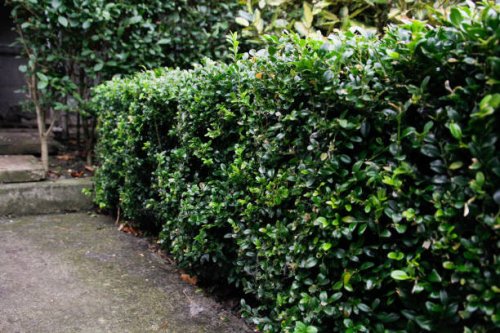 hedge - garden decoration stock pictures, royalty-free photos & images