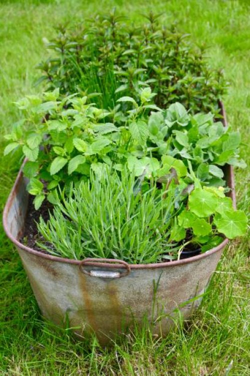 herb planter - garden decoration stock pictures, royalty-free photos & images