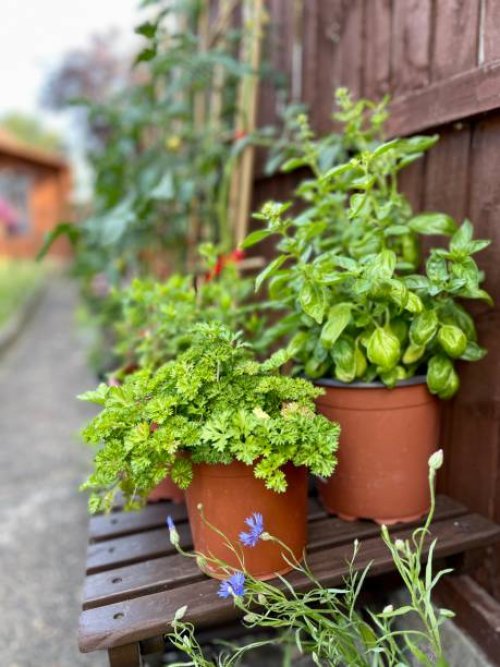 herbs growing in the garden - garden decoration stock pictures, royalty-free photos & images