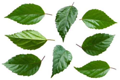 hibiscus (hibiscus) leaves isolated on white background, ready to use. - garden decoration stock pictures, royalty-free photos & images