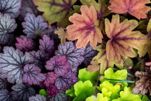 high angle close up of lush colorful leaves - garden decoration stock pictures, royalty-free photos & images