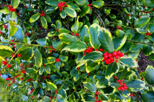 holly with red berries, close-up, full frame - garden decoration stock pictures, royalty-free photos & images