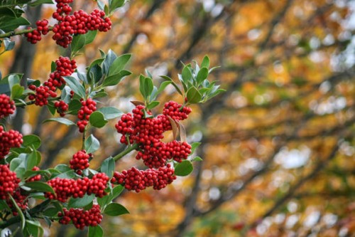 holly with red fruits - garden decoration stock pictures, royalty-free photos & images