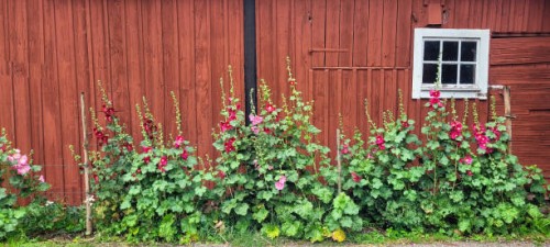 hollyhocks at a house wall in a red barn in the summer - garden decoration stock pictures, royalty-free photos & images