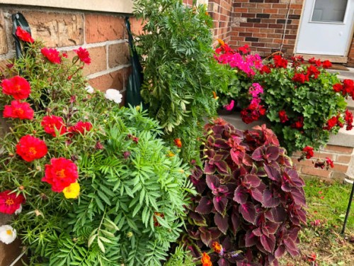 home flowers - garden decoration stock pictures, royalty-free photos & images