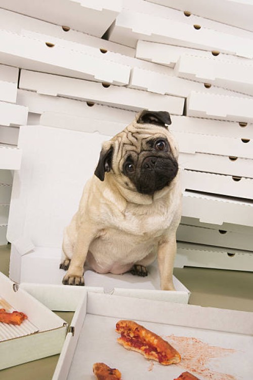 honestly it wasn't me! - junk food stock pictures, royalty-free photos & images