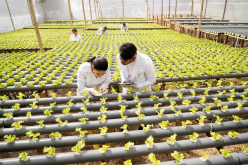 horticulturalists checking the growth of lettuce at a hydroponic crop - food stock pictures, royalty-free photos & images