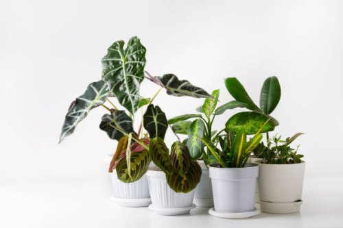 house plants in pots on a table - garden decoration stock pictures, royalty-free photos & images