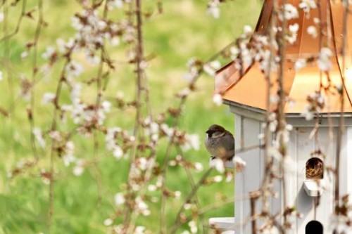 house sparrow perched on a birdhouse. - garden decoration stock pictures, royalty-free photos & images