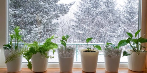 houseplants in window, with snow outside - garden decoration stock pictures, royalty-free photos & images