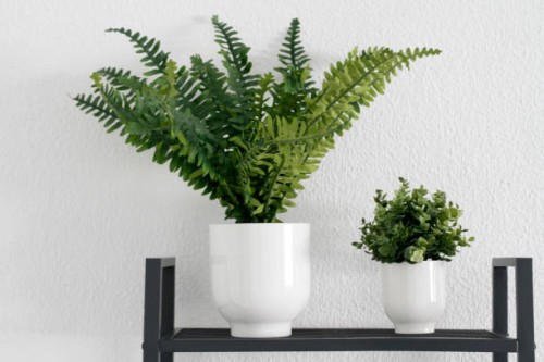 houseplants on a shelf - garden decoration stock pictures, royalty-free photos & images