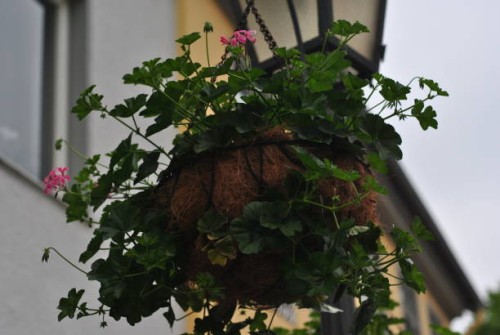 hovering flower - garden decoration stock pictures, royalty-free photos & images