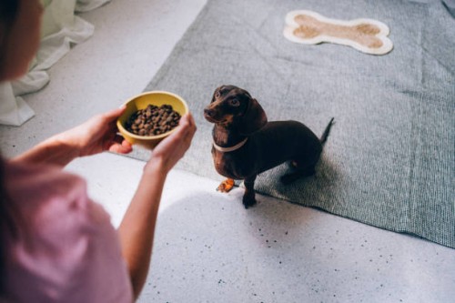 hungry dachshund waiting for meal time - food stock pictures, royalty-free photos & images