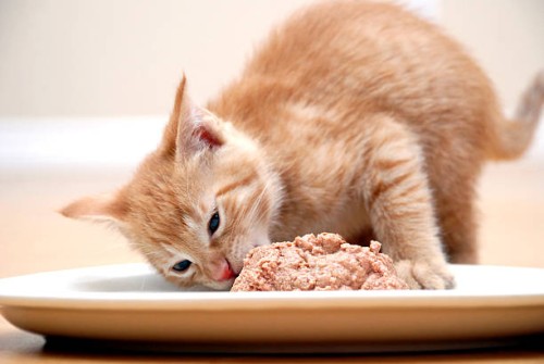 hungry kitty - food stock pictures, royalty-free photos & images