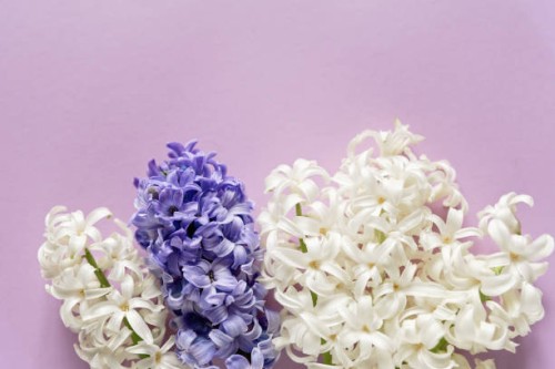 hyacinth harmony in purple and white - garden decoration stock pictures, royalty-free photos & images