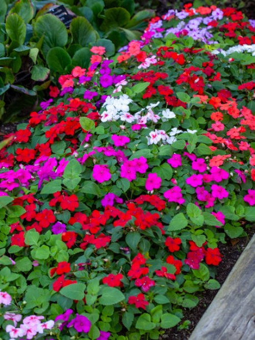 hybrid of impatiens flowers design - garden decoration stockfoto's en -beelden