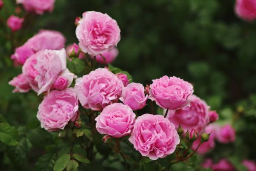 hybrid tea, shrub rose - princess claire of belgium( visbonpa) - garden decoration stock pictures, royalty-free photos & images