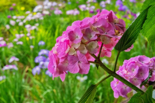 hydrangea blooming in the iris garden - garden decoration stock pictures, royalty-free photos & images
