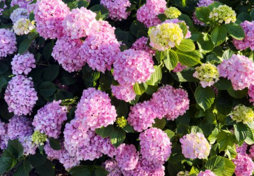 hydrangea macrophylla - garden decoration stockfoto's en -beelden