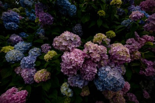 hydrangeas blooming in garden - garden decoration stock pictures, royalty-free photos & images