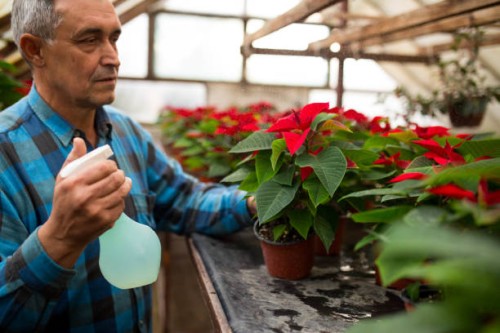 i take care of my flowers - garden decoration stock pictures, royalty-free photos & images