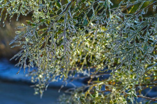 ice plants #3 - garden decoration stock pictures, royalty-free photos & images