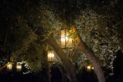 illuminated lanterns hanging in olive trees, usa - garden decoration stock pictures, royalty-free photos & images
