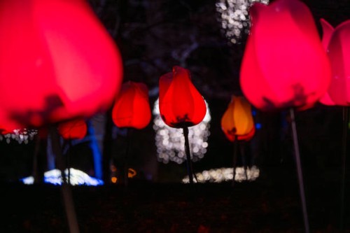 Illuminated tulips are seen at the University Botanical garden in Warsaw, Poland on 23 December, 2023. The Warsaw University Botanical Garden every...