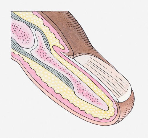 illustration of cross-section through a finger and nail - nails art stock illustrations