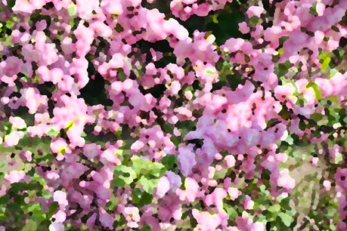 illustration of nature pink sakura flowers - garden decoration stock pictures, royalty-free photos & images