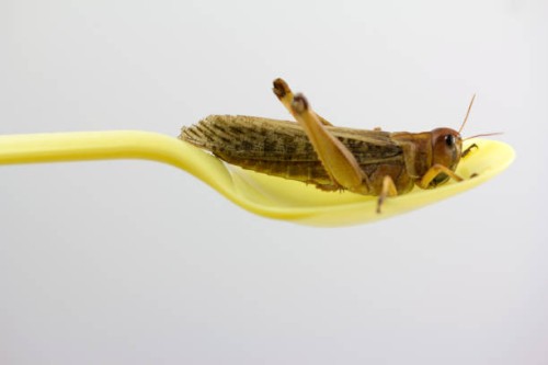 insect in a yellow plastic spoon. ready to eat - food stock pictures, royalty-free photos & images