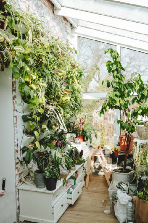 interior plant collection in greenhouse: shelves with potted plants and flowers in an indoor garden arrangement - garden decoration stock pictures, royalty-free photos & images