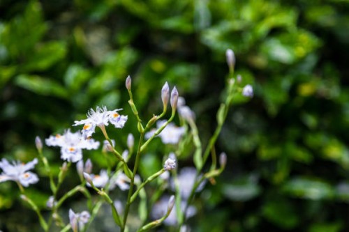 iris in field - garden decoration stock pictures, royalty-free photos & images
