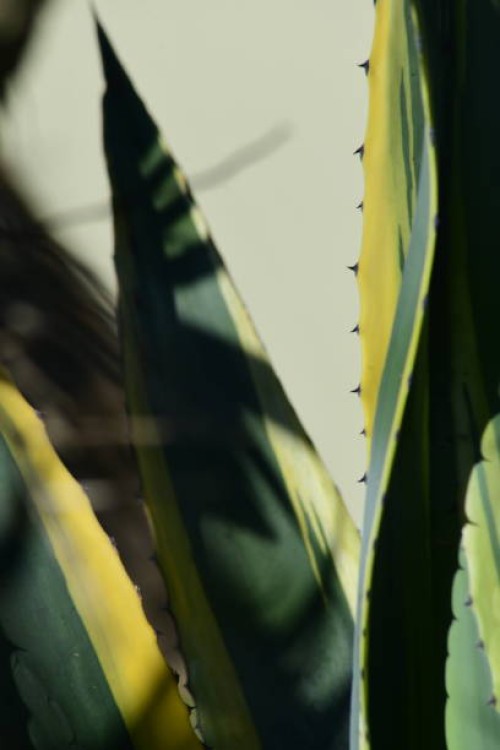 island plants, hedges, textures and architecture - garden decoration stock pictures, royalty-free photos & images