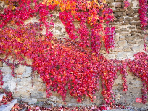 ivy covered facade in autumn - garden decoration stock pictures, royalty-free photos & images